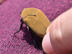 Hologymnetis cinerea