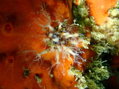 Clavularia crassa