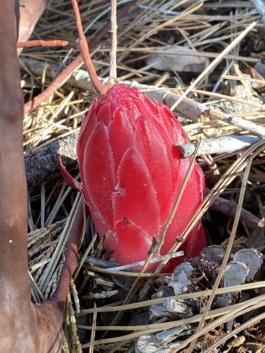 iNaturalist observation photo of Snowplant