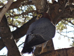 Falco chicquera