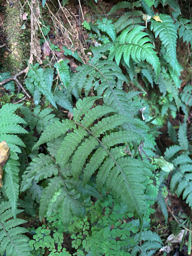 Deparia japonica observed 2025-05-24