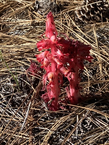 iNaturalist observation photo of Snowplant
