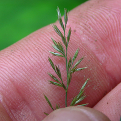 Muhlenbergia frondosa