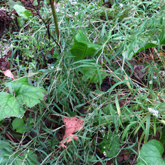Muhlenbergia frondosa