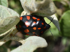 Pachycoris klugii