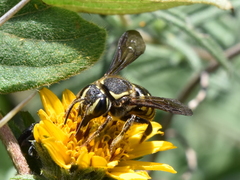 Paranthidium gabbii