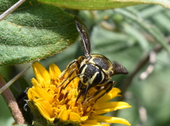 Paranthidium gabbii