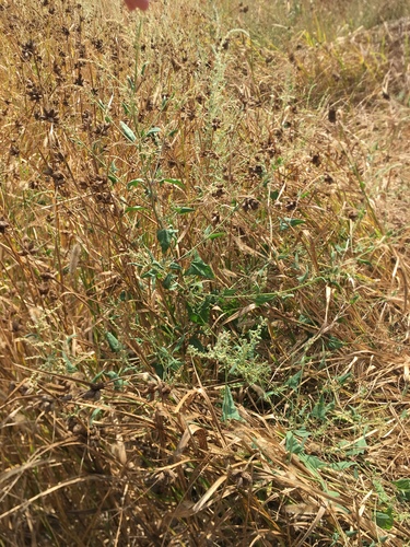 iNaturalist observation photo of Creeping Saltbush