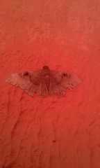 Lepidoptera