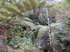 Trachycarpus fortunei