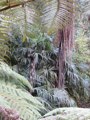 Trachycarpus fortunei