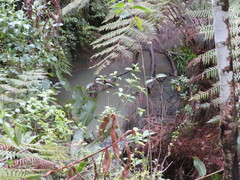 Trachycarpus fortunei