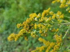 Rhopalomyia anthophila
