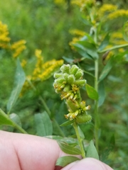 Rhopalomyia anthophila