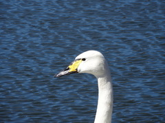 Cygnus buccinator × cygnus