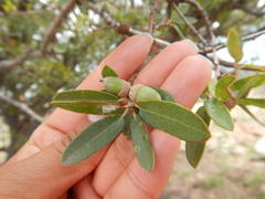 Quercus toumeyi