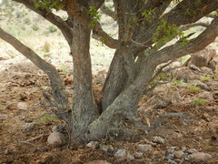 Quercus toumeyi