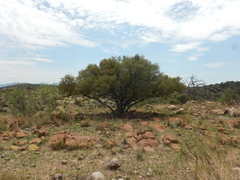 Quercus toumeyi