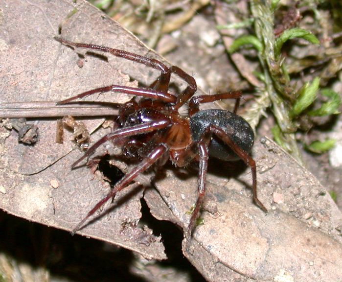 water spiders Aranea of the Santa Cruz Mountains iNaturalist