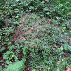 Muhlenbergia tenuiflora