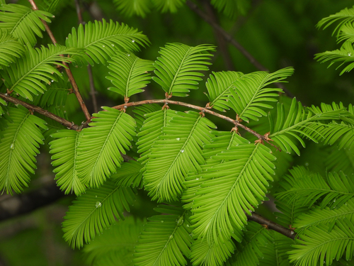dawn redwood