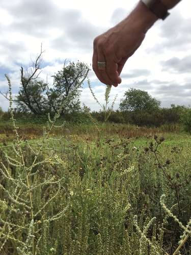 iNaturalist observation photo of White Sweetclover