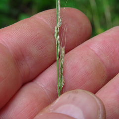 Muhlenbergia tenuiflora