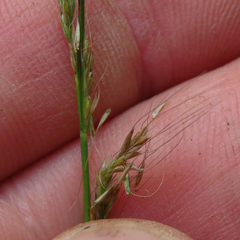 Muhlenbergia tenuiflora