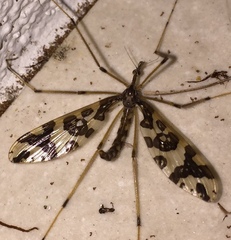 Mischoderus annuliferus