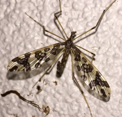 Mischoderus annuliferus