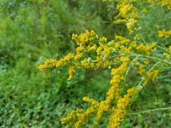 Rhopalomyia anthophila