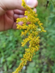 Rhopalomyia anthophila