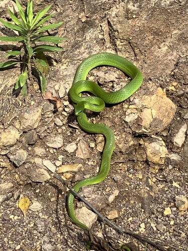 Chinese Green Snake