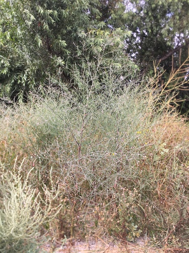 iNaturalist observation photo of annual saltmarsh aster