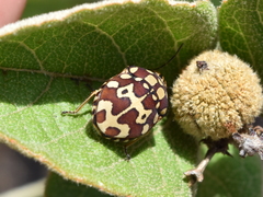 Orsilochides scurrilis