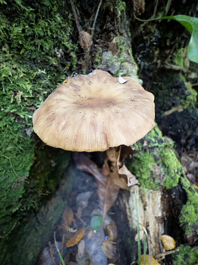Armillaria novae-zelandiae · May 2025 · photo: © jeremy_rolfe (iNaturalist, cc-by)