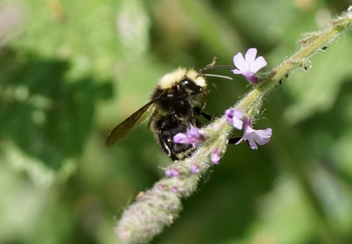 iNaturalist observation photo of Yellow-faced Bumble Bee