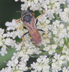 Aphilanthops frigidus