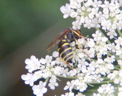 Aphilanthops frigidus