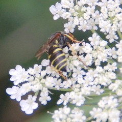 Aphilanthops frigidus