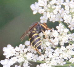 Aphilanthops frigidus