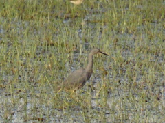 Egretta vinaceigula