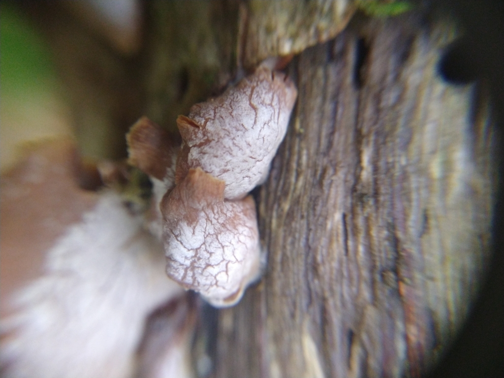 Panellus stipticus · May 2025 · photo: © paganka (iNaturalist, cc-by-nc)
