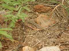 Aspidoscelis stictogrammus