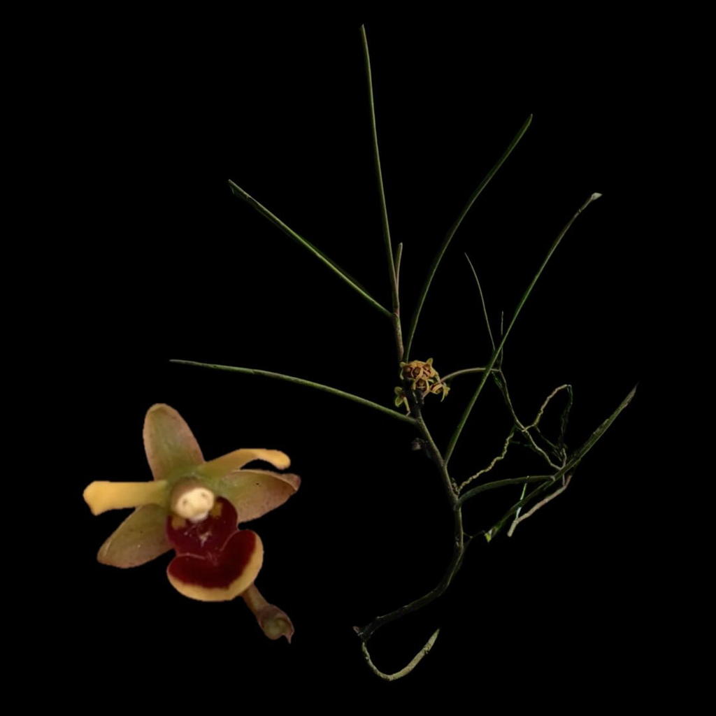 Luisia teretifolia