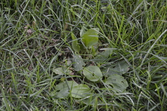 Plantago major