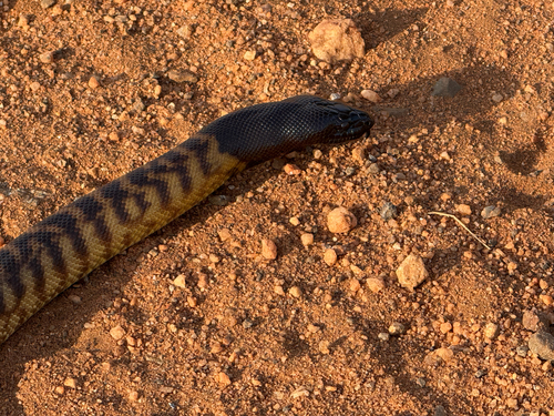 Black-headed Python sighting