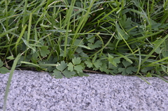 Ranunculus repens