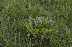 Taraxacum officinale