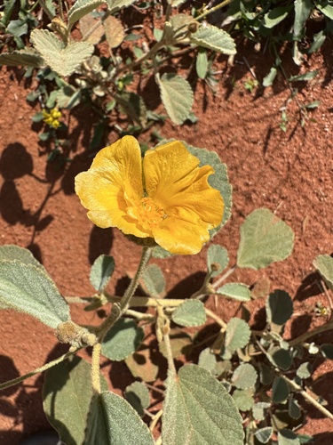 Sida platycalyx